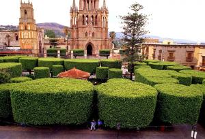 Ficus benjamina. San Miguel de Allende, El Jardin, Mexiko.